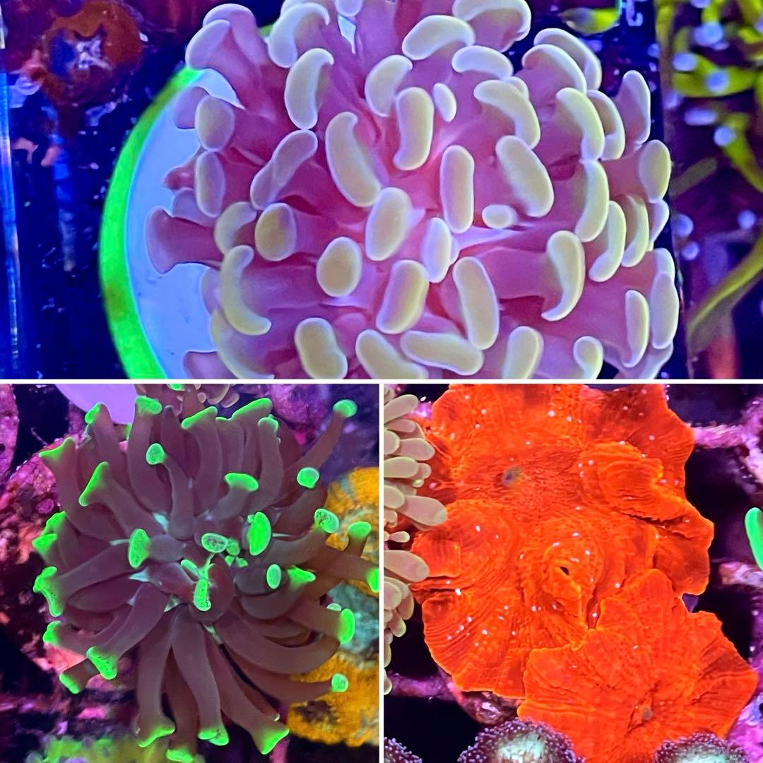 ディスクコーラル+ハナグーリン&ゴールドセット