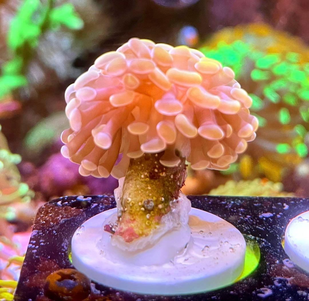 ディスクコーラル+ハナグーリン&ゴールドセット