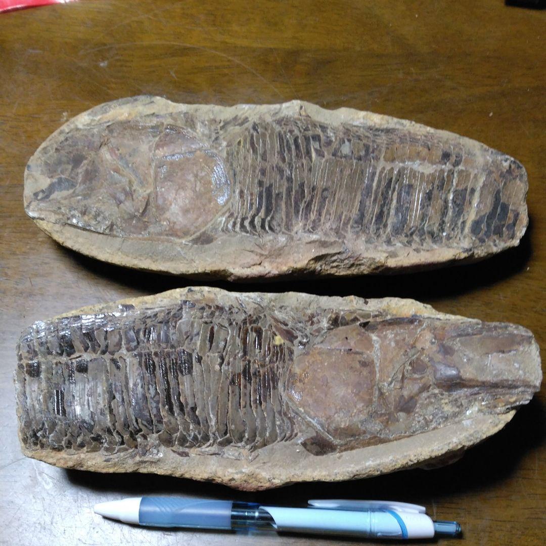 化石　　三葉虫　　石　　古い　　レトロ