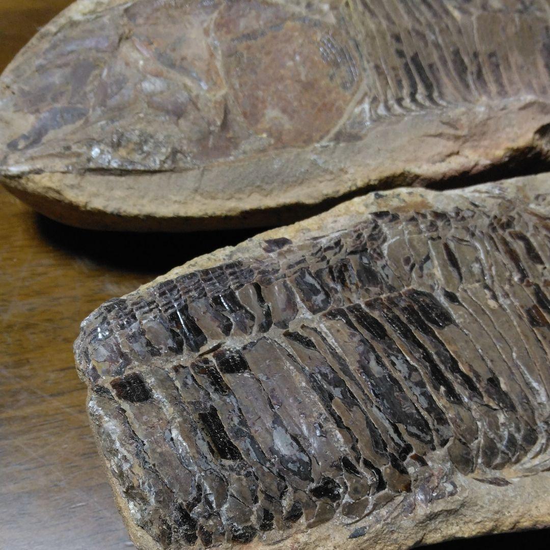 化石　　三葉虫　　石　　古い　　レトロ