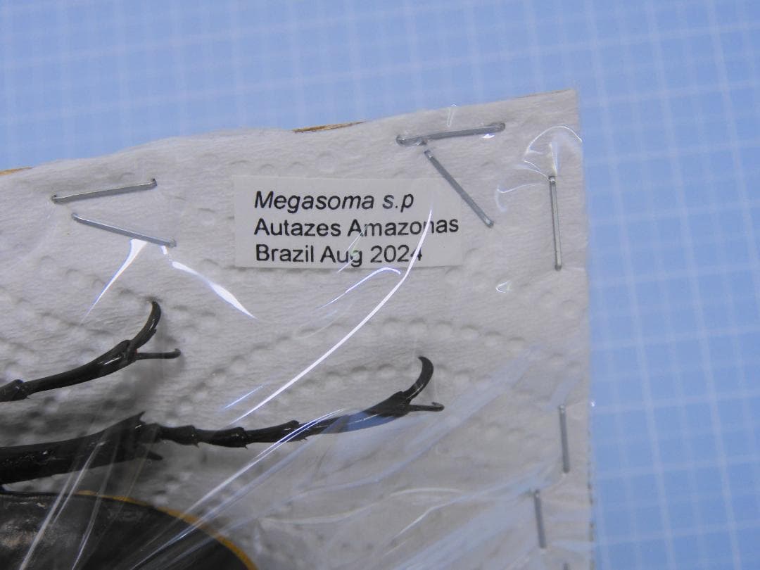 ブラジル産　ゾウカブト　100mmX52mm このエリアの最大個体