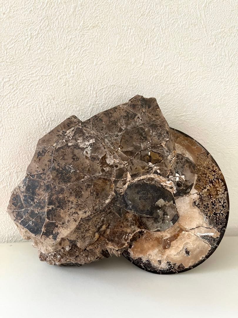 美品アンモナイト化石　菊石　15.5cm