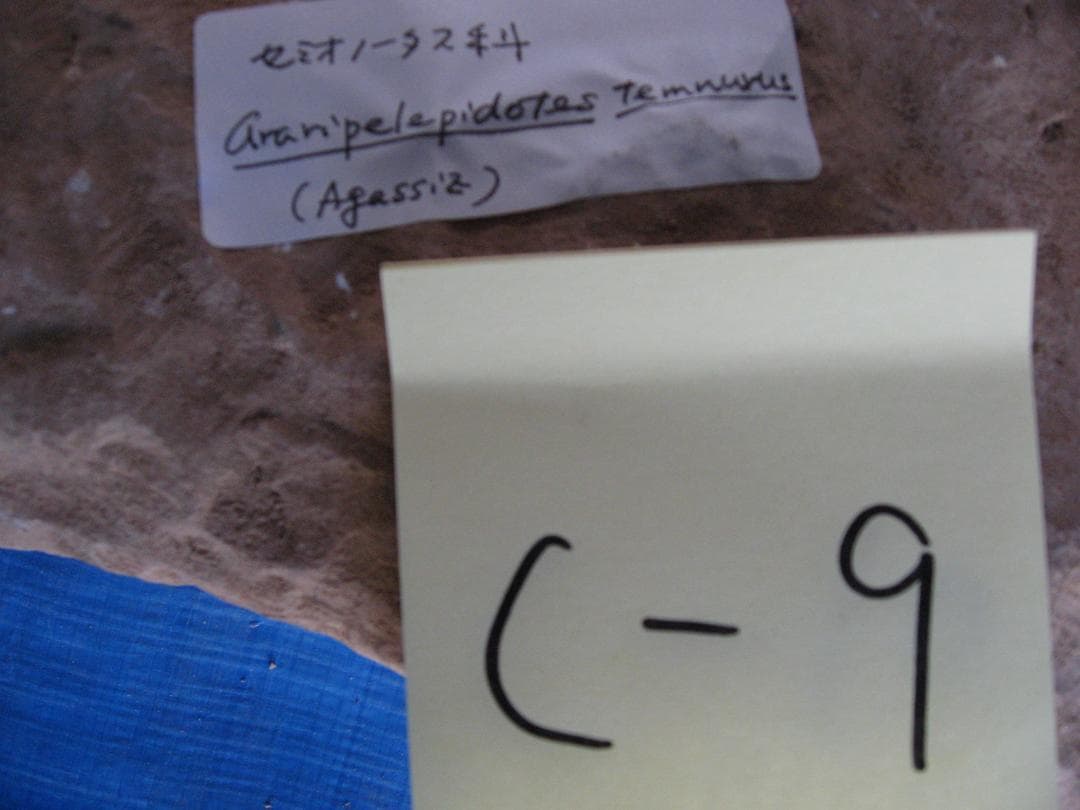 化石　C-９