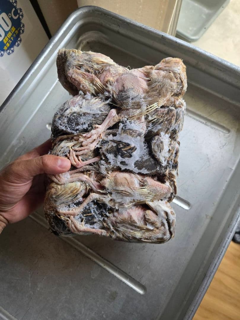 お正月大特価 冷凍ウズラ180羽 送料無料 福袋