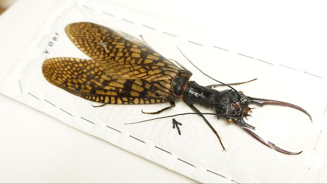 巨大!ヘビトンボ標本　14cm級―①