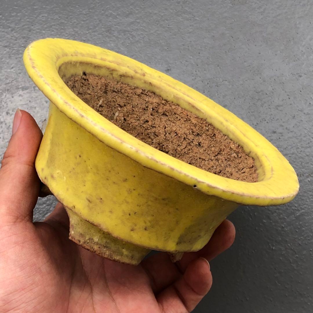 446.春嘉 黄釉丸鉢 盆栽鉢 植木鉢 13.5*6cm