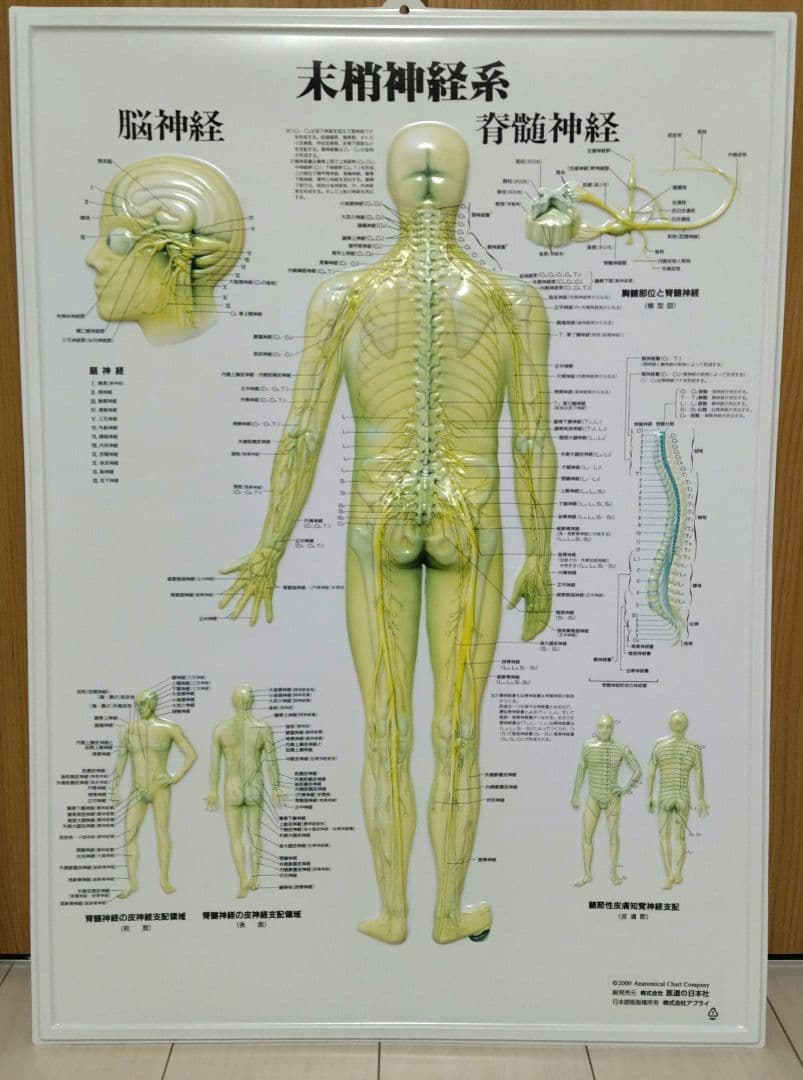 解剖学的人体半立体壁掛けポスター8枚セット