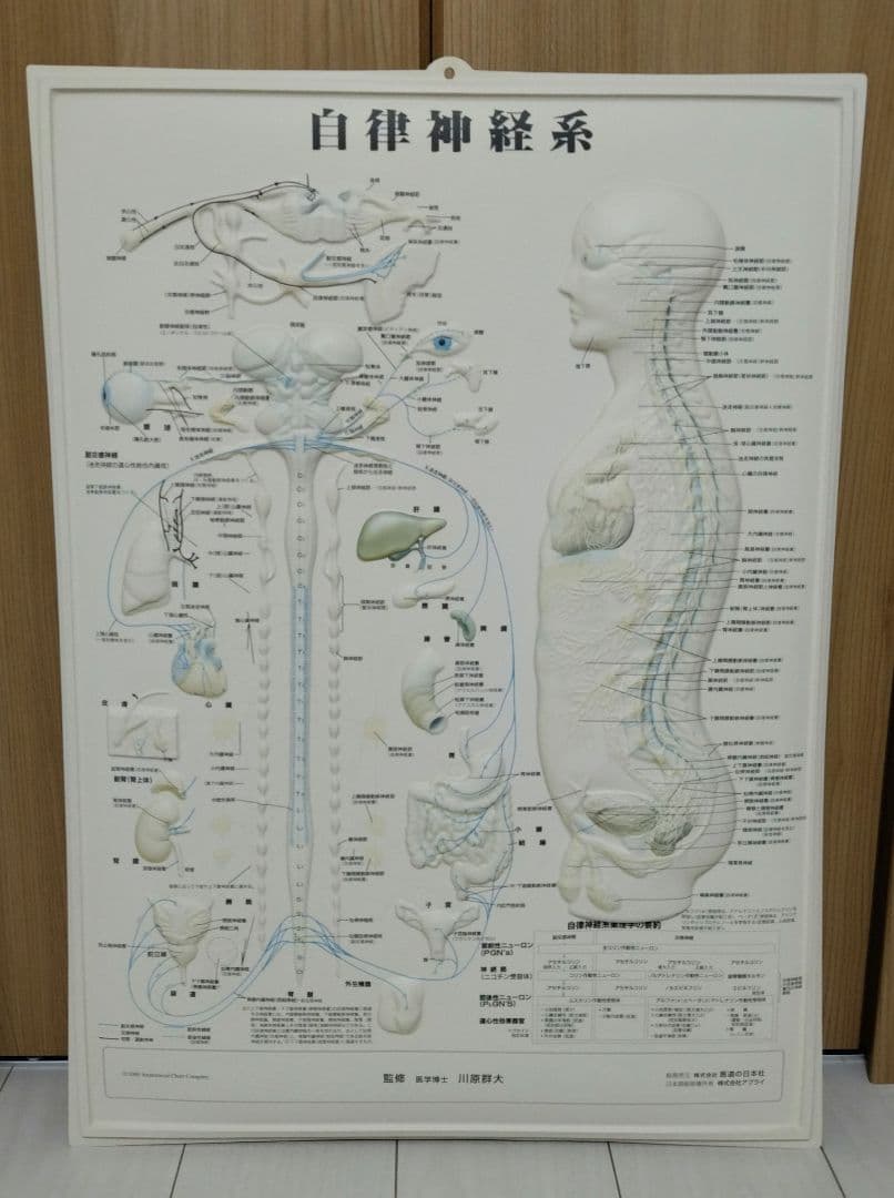 解剖学的人体半立体壁掛けポスター8枚セット