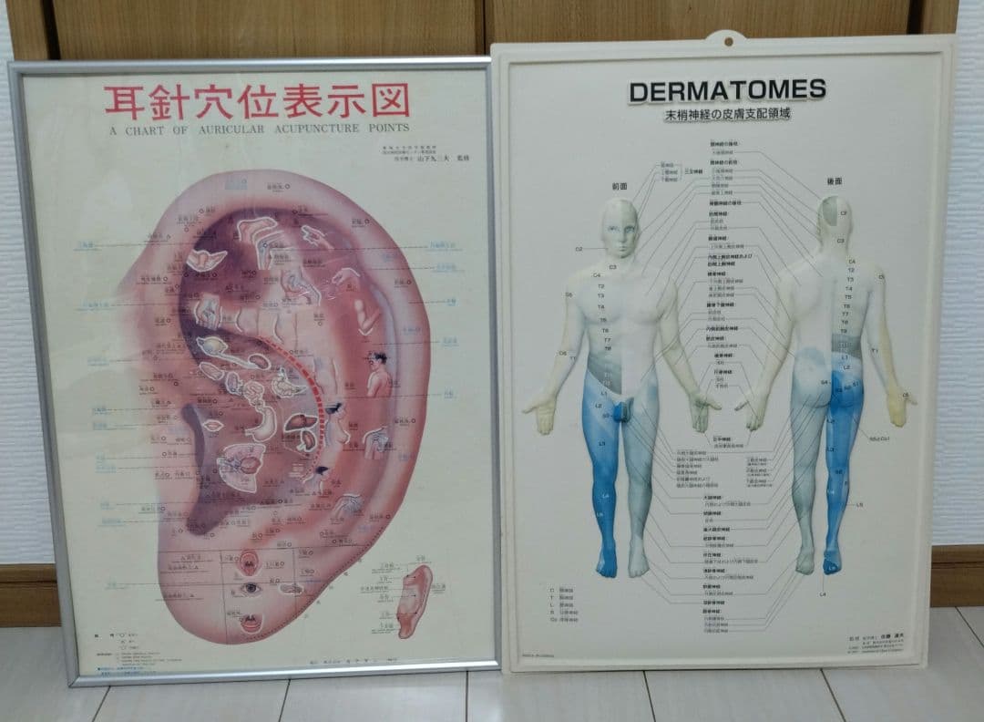 解剖学的人体半立体壁掛けポスター8枚セット