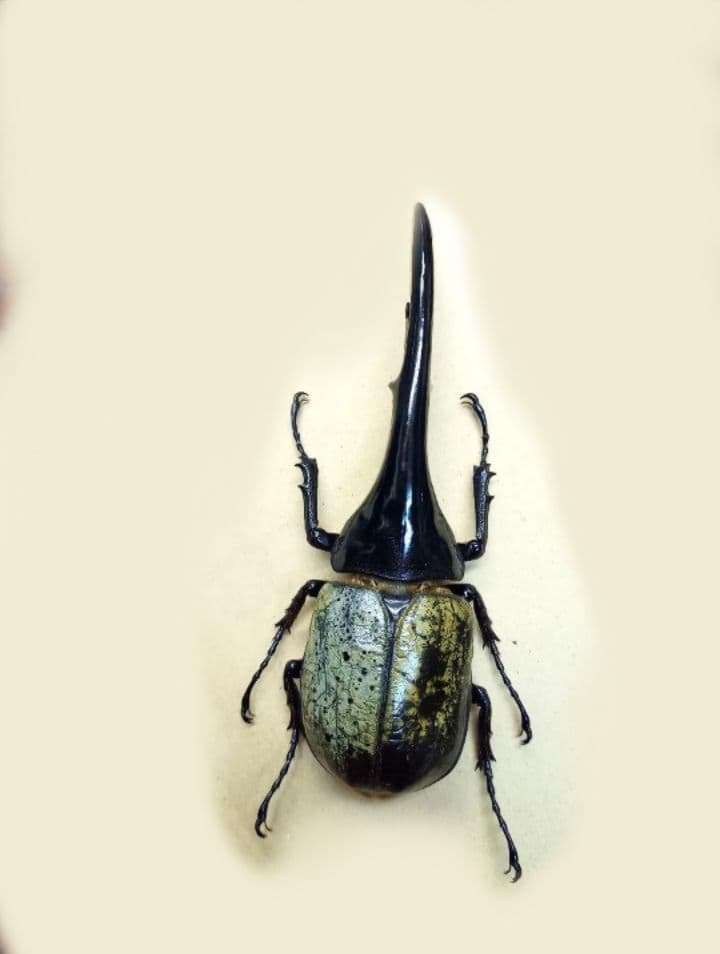 ヘラクレスオオカブト