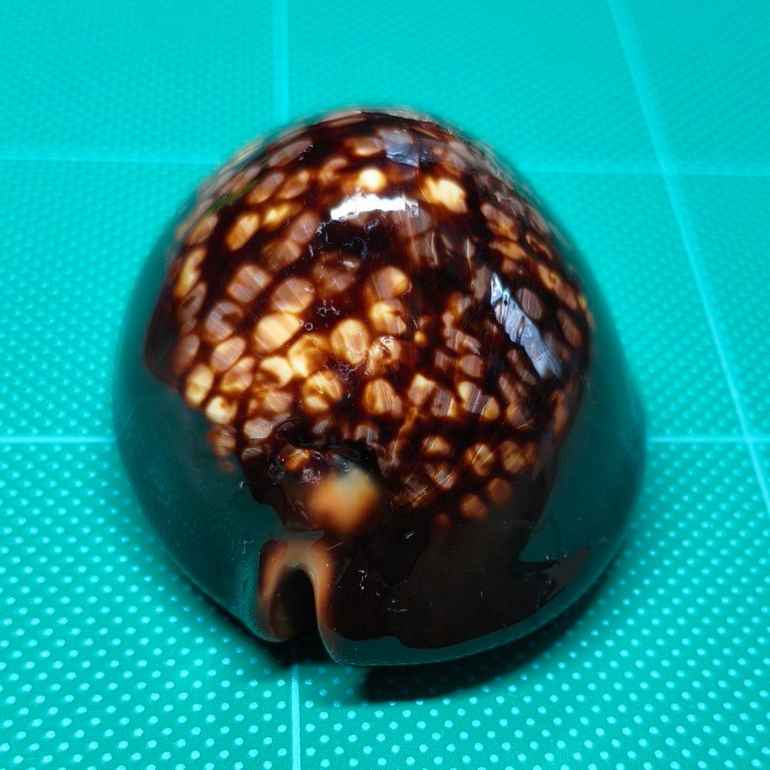 【沖縄産・大型】タカラガイ