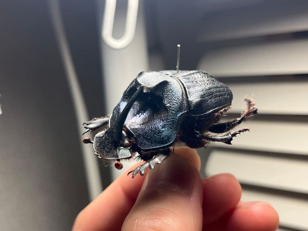 【44mm♀】エンシフェールオオニジダイコクコガネ エンシフェル