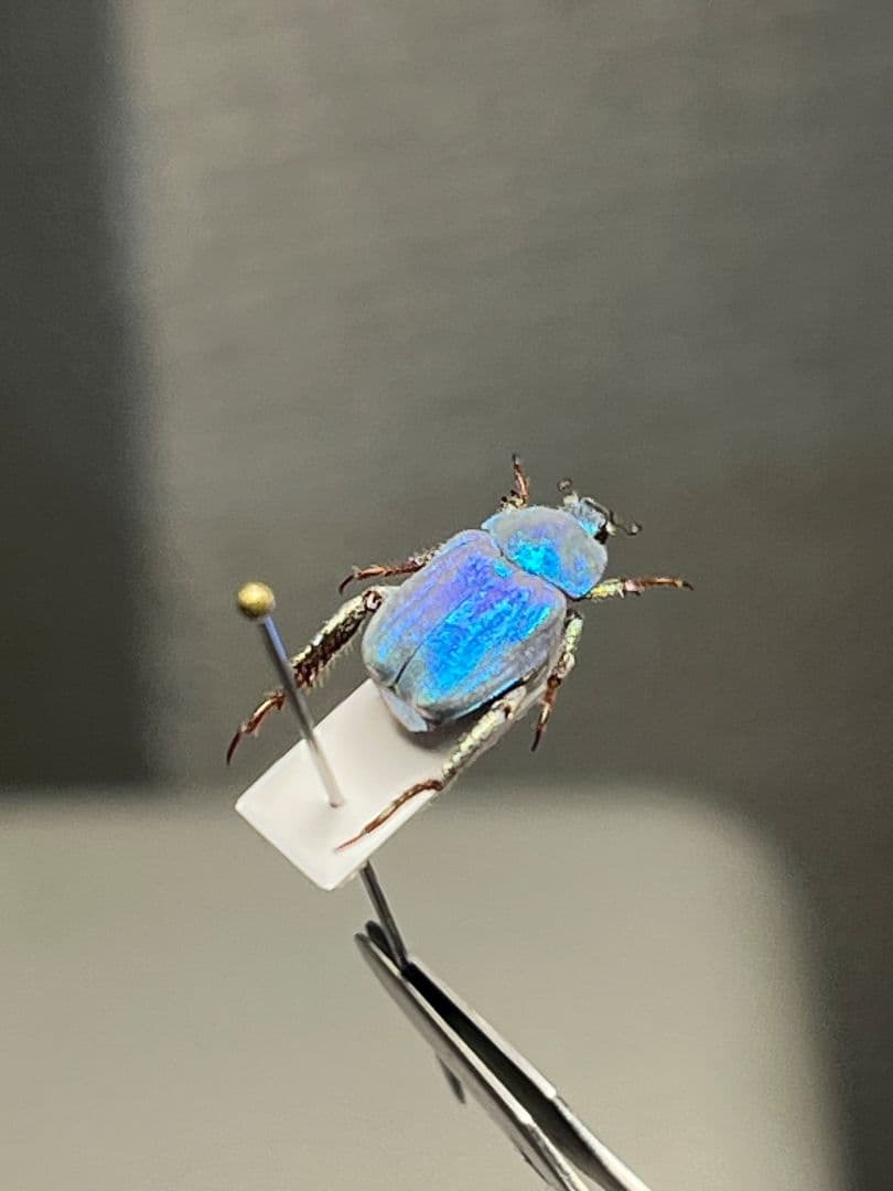 【9mm】シンジュアシナガコガネ 標本 ブルースカラベ プラチナコガネ カナブン