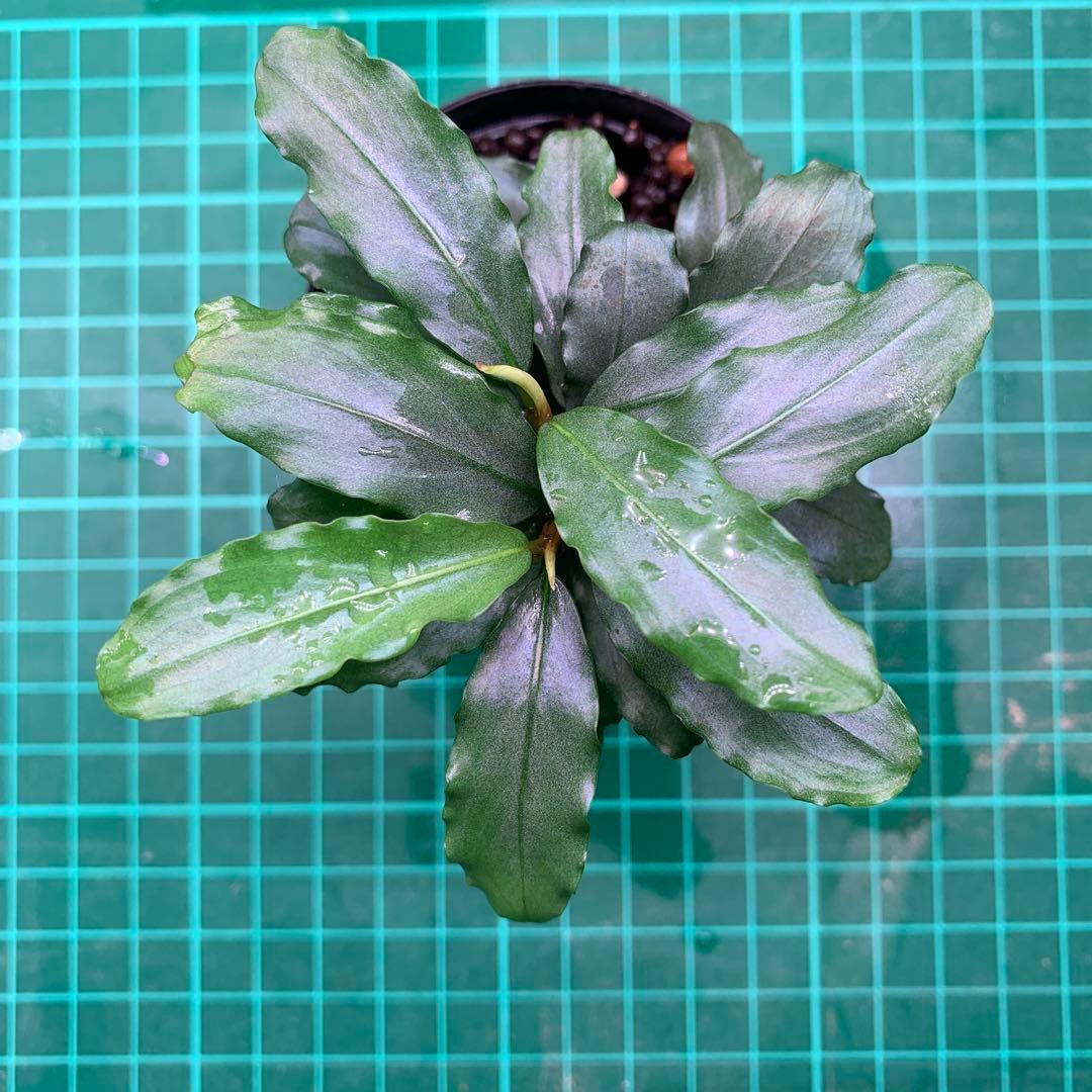 Bucephalandra sp. Aurora KN便