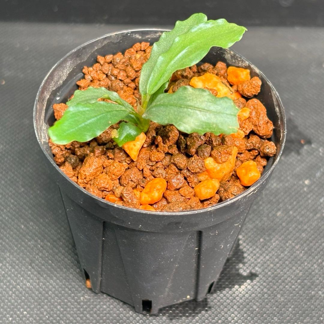 Bucephalandra sp. Aurora KN便