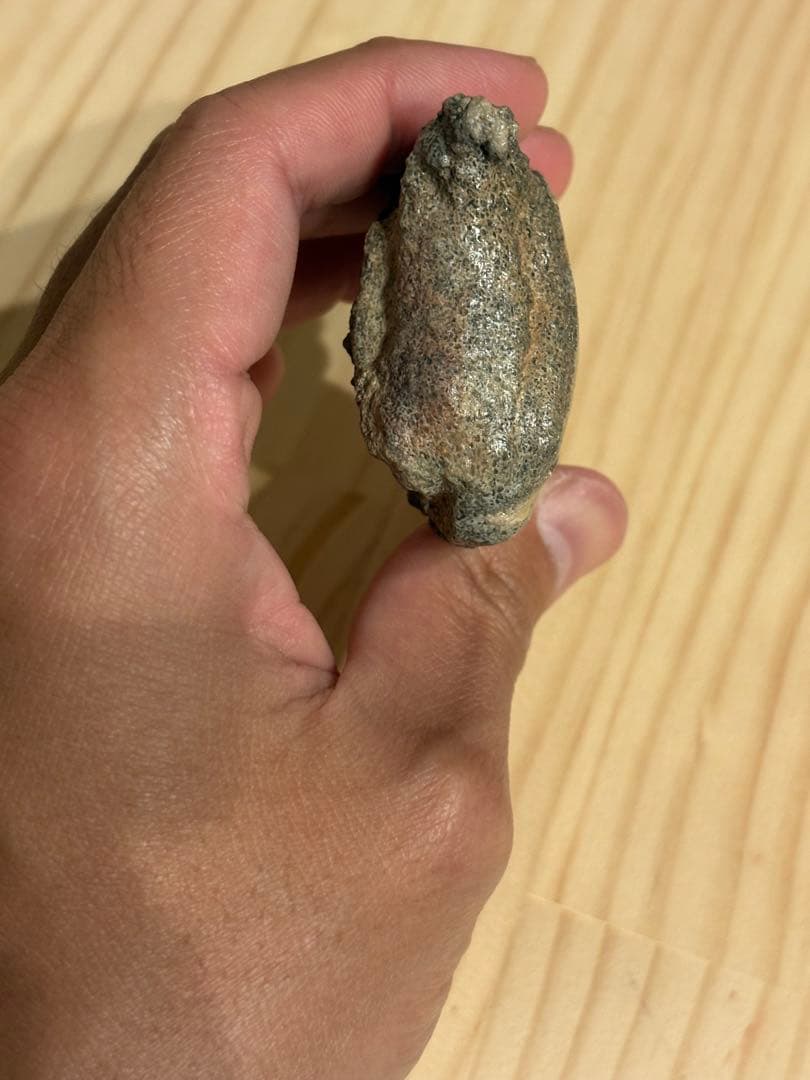 オススメ　補修なし　スコミムスのハンドクロウ　化石　恐竜