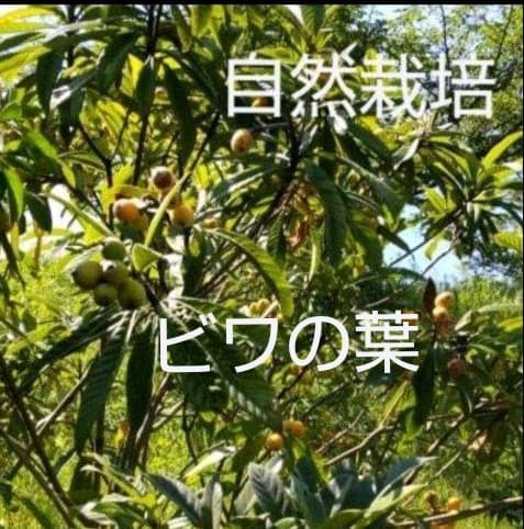 生葉/野草 ●セミオーダーページ● ウサギ ハムスター リクガメ モルモット 他