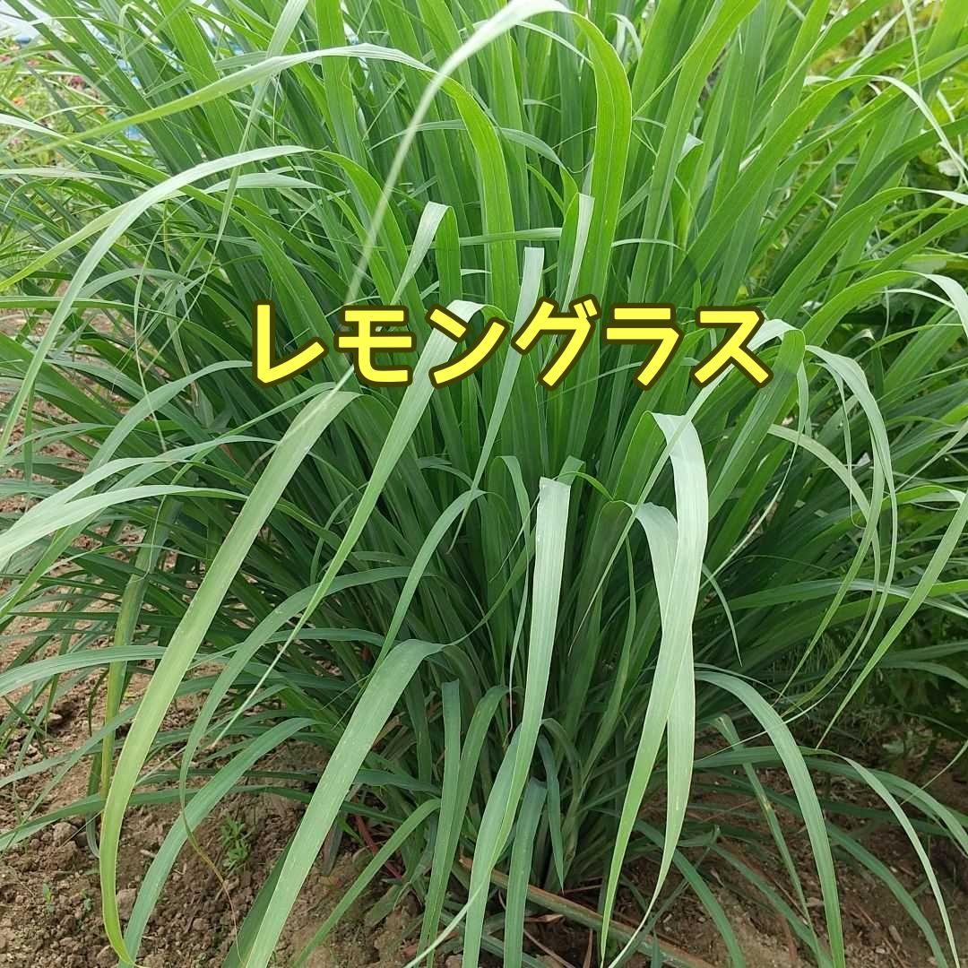 生葉/野草 ●セミオーダーページ● ウサギ ハムスター リクガメ モルモット 他