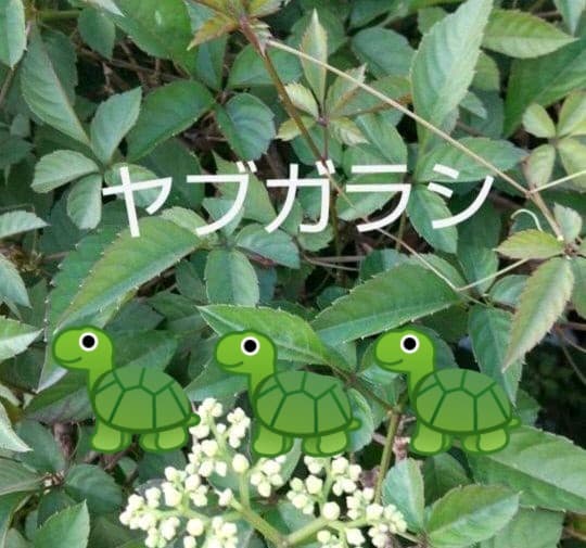 生葉/野草 ●セミオーダーページ● ウサギ ハムスター リクガメ モルモット 他