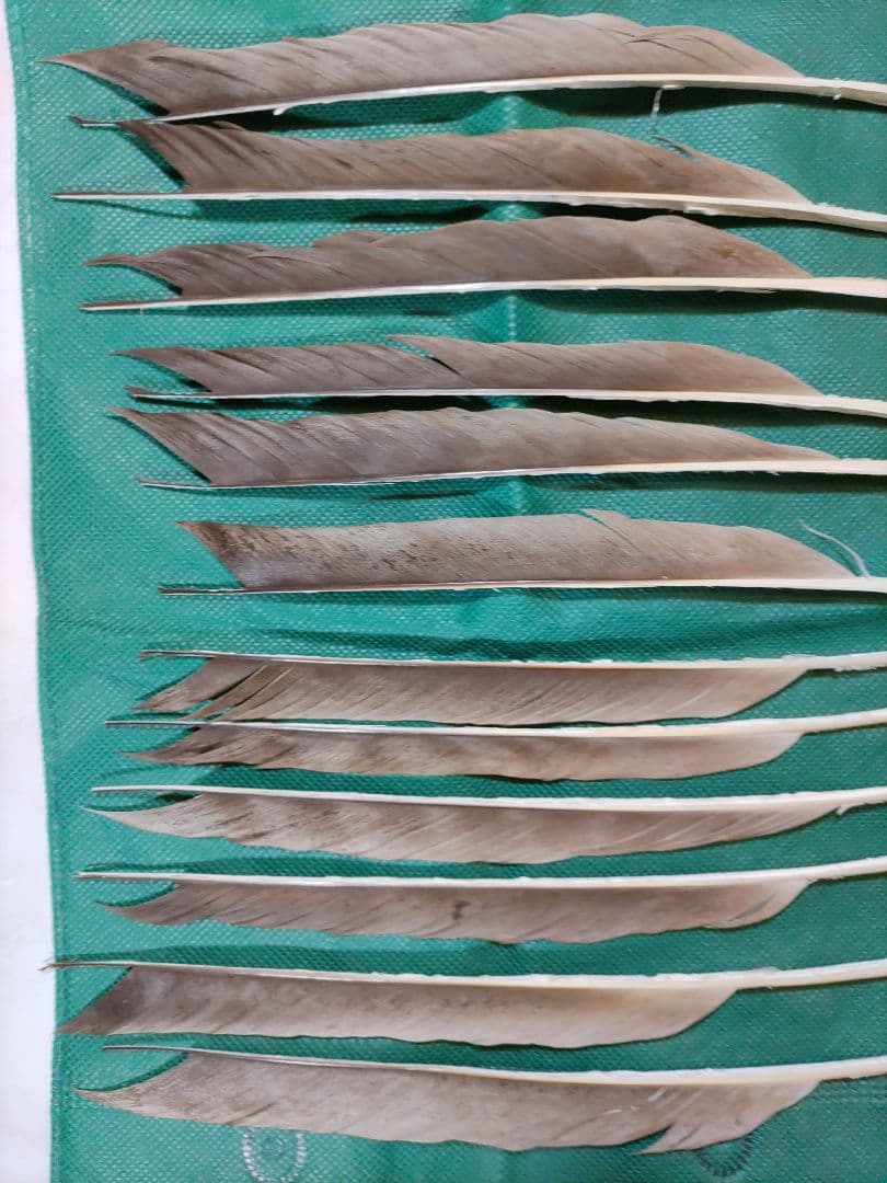 矢羽根　　磯鷲　ナタ貝方　12枚