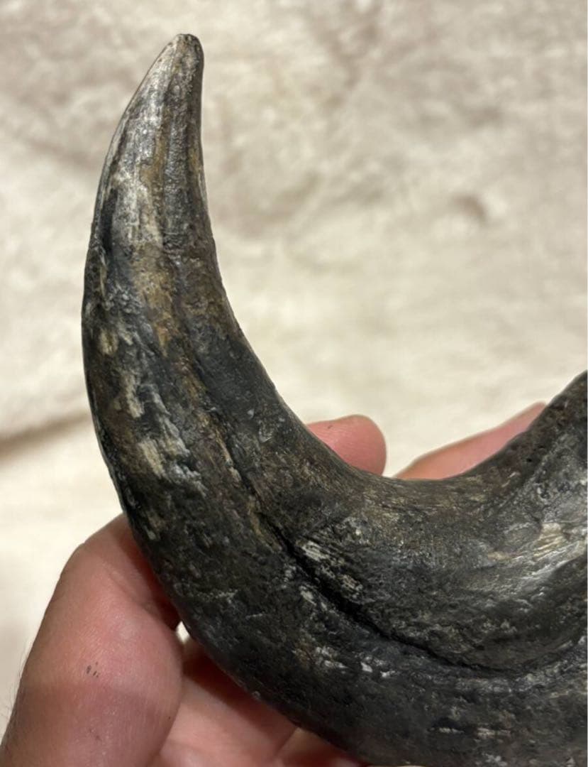 アフロベナトル　爪　化石　恐竜　/ティラノサウルス、スピノサウルス