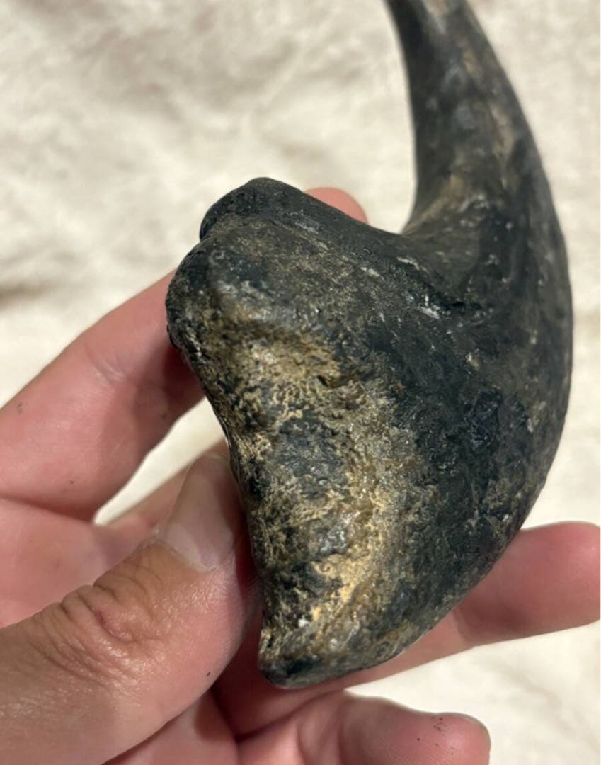 アフロベナトル　爪　化石　恐竜　/ティラノサウルス、スピノサウルス