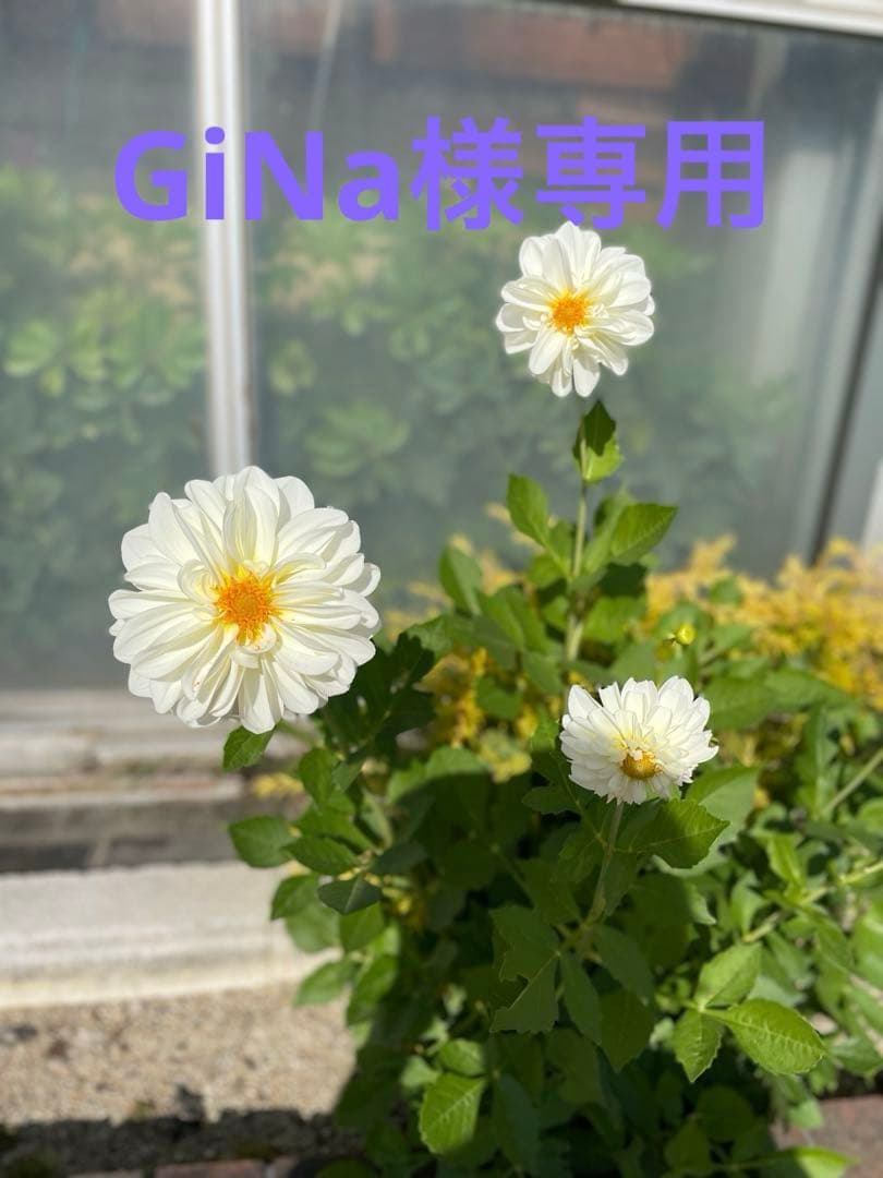 GiNa　美白セット