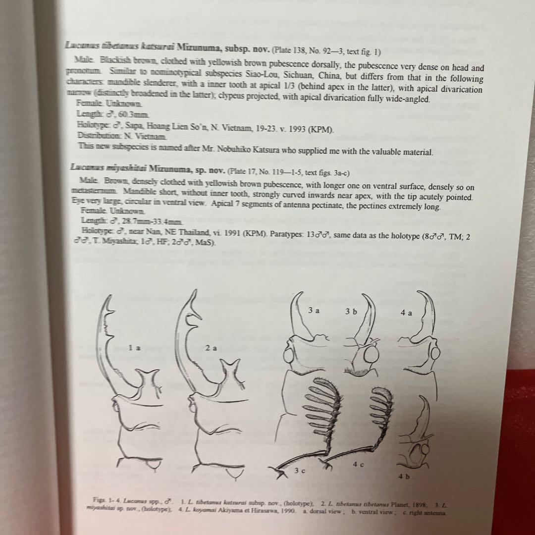 だ*ノ様 世界のクワガタムシ大図鑑