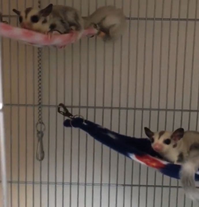 三角コーナーハンモック（迷彩柄）  春・秋仕様   2枚組  1200円