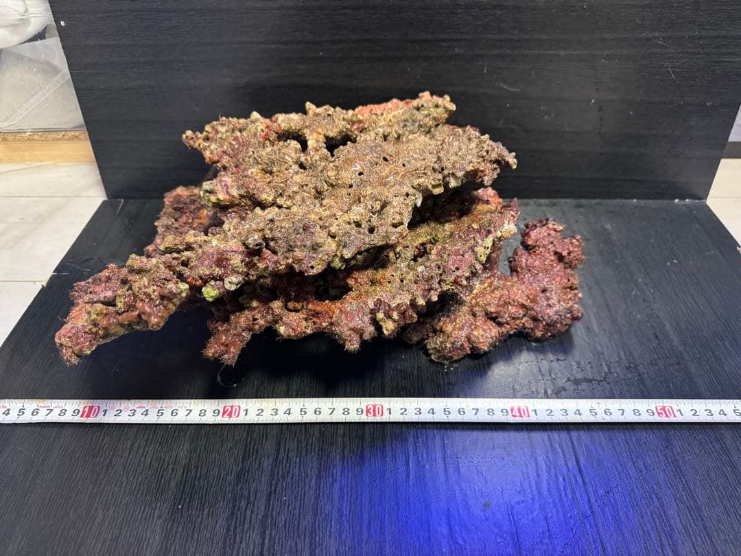 天然ライブロック 1個