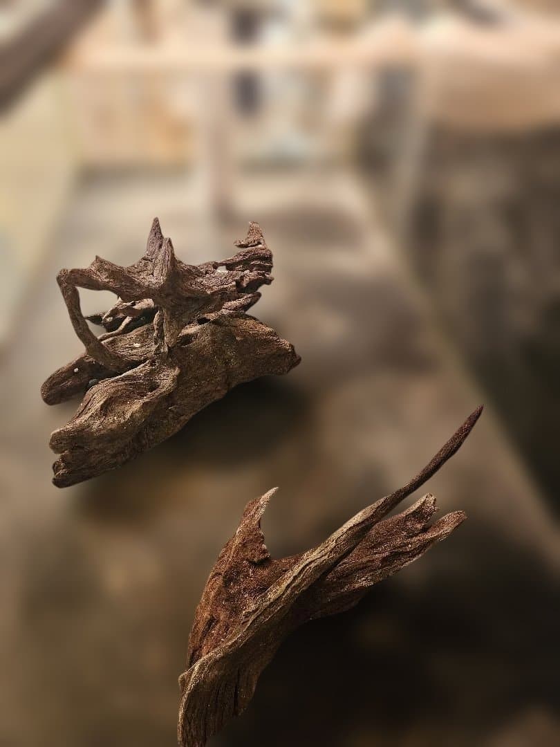 大型オーバーフロー水槽