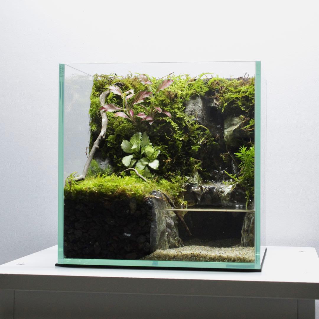 初めてのアクアテラリウム　No.3　パルダリウム　イモリウム　20cm水槽