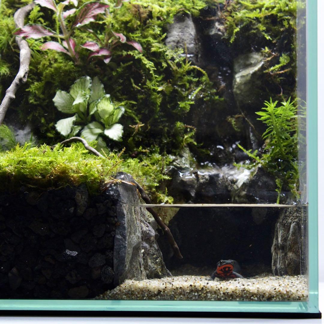 初めてのアクアテラリウム　No.3　パルダリウム　イモリウム　20cm水槽
