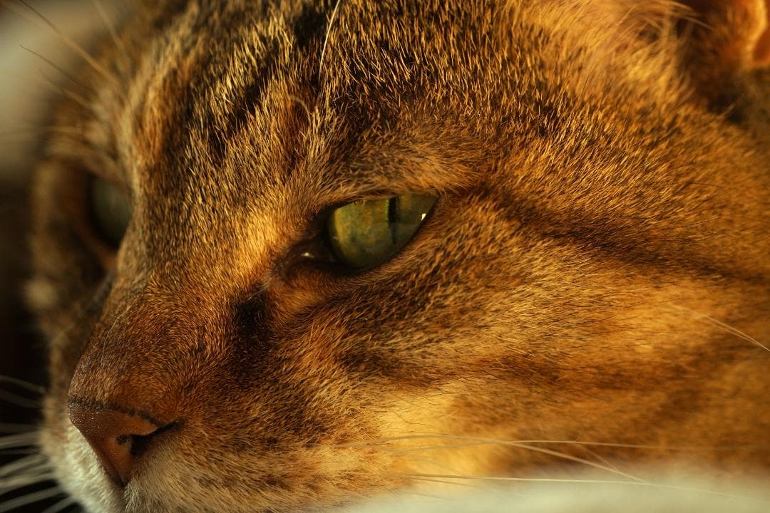 【整備済　試写OK】 Nikon AF NIkkor 60mm F2.8