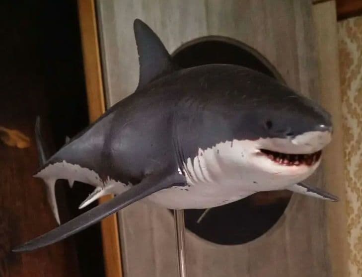 サメ　模型　ホホジロザメ　超絶モデル