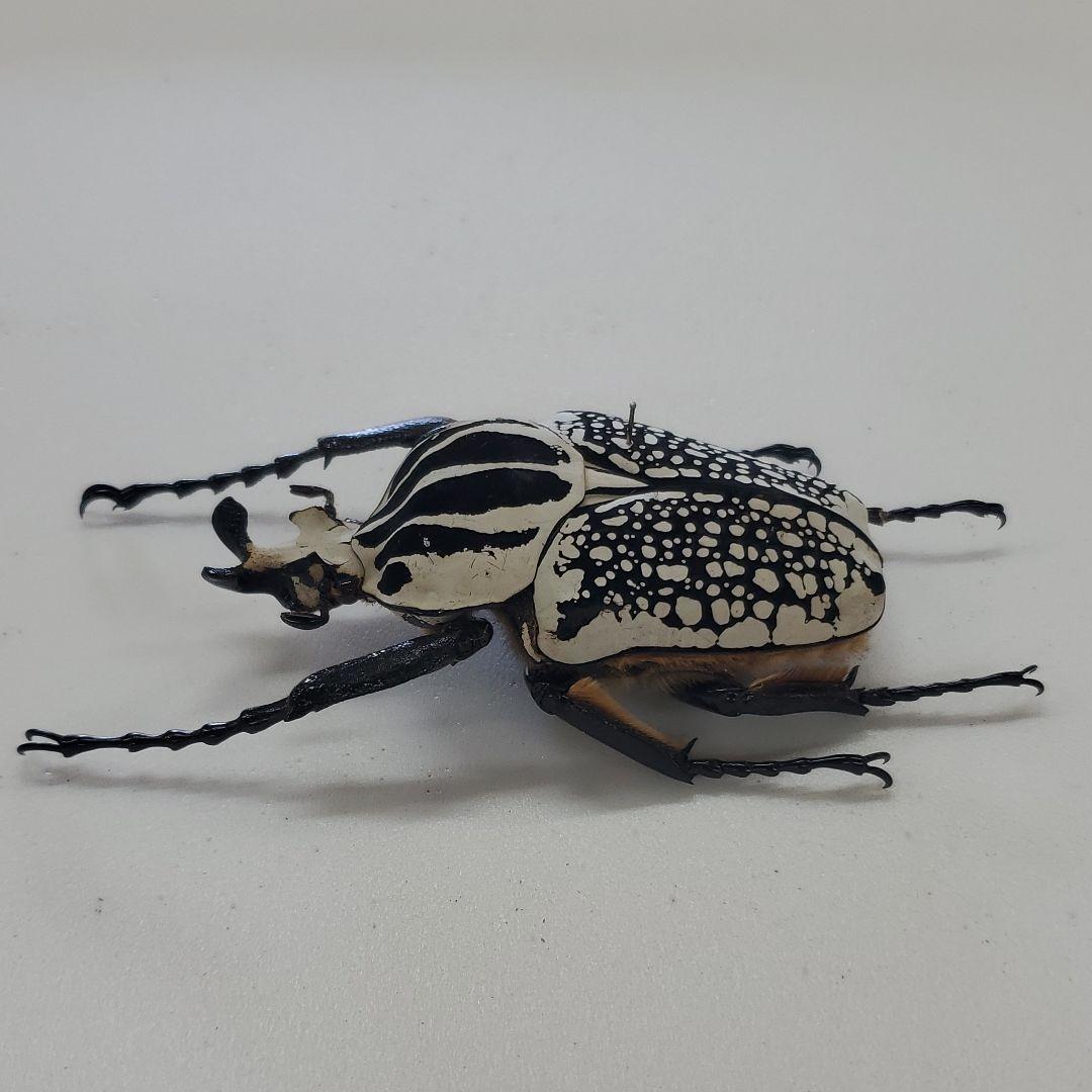 コレクションシリーズゴライアスオリエンタリス-2