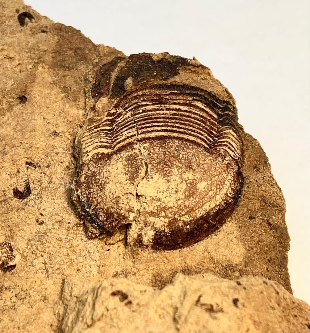 三葉虫　化石　Meitanillaenus