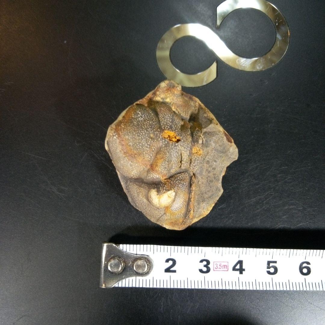 三葉虫　化石　fossil　海　ボリビア産　trilobite　ボリビア化石郡⑦