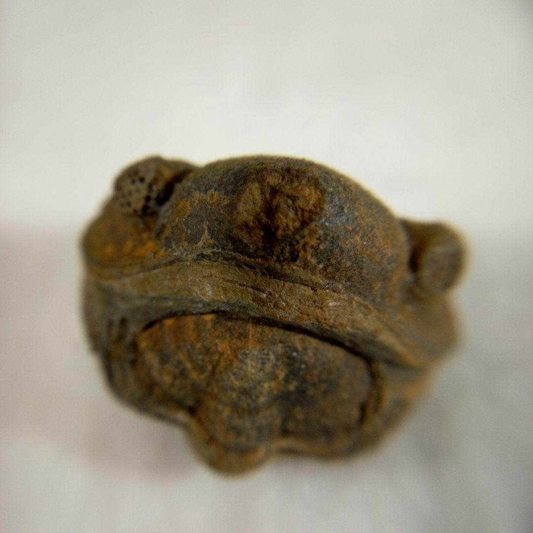 三葉虫　化石　三葉虫化石　究極のレトロ　fossil　ボリビア産　化石管理番号⑰