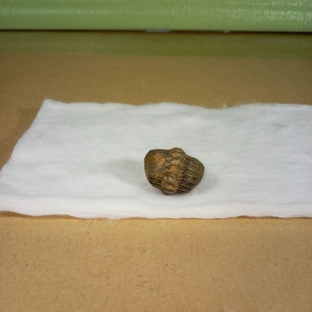 三葉虫　化石　三葉虫化石　究極のレトロ　fossil　ボリビア産　化石管理番号⑰