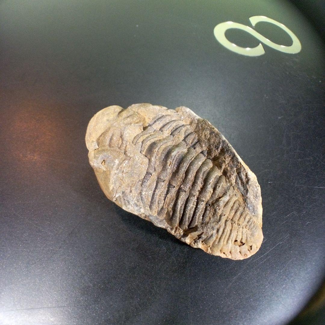 三葉虫　化石　fossil　ボリビア　trilobite　三葉虫綱　三葉虫管理⑦