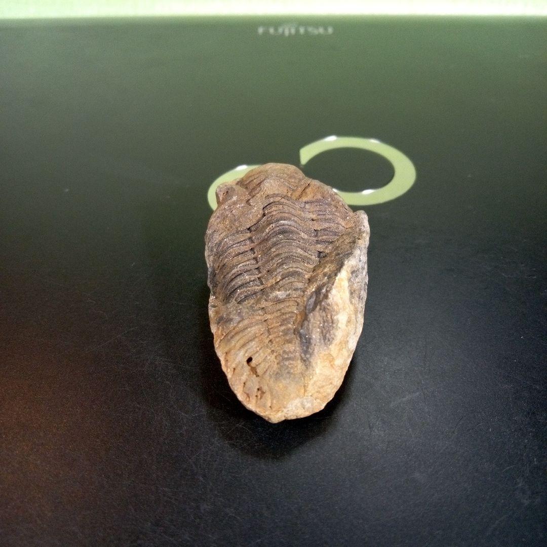 三葉虫　化石　fossil　ボリビア　trilobite　三葉虫綱　三葉虫管理⑦