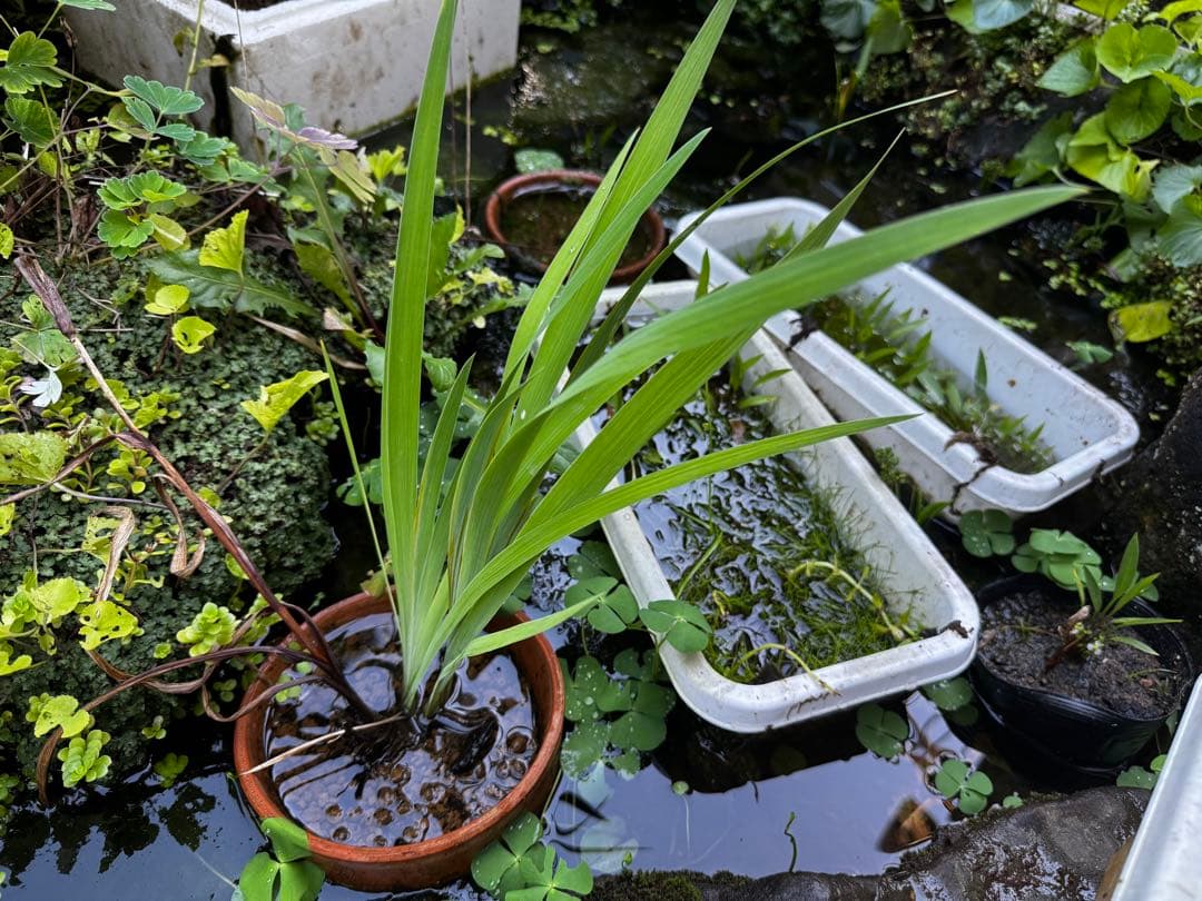 日本の水草　キリガミネヒオウギアヤメ　1株