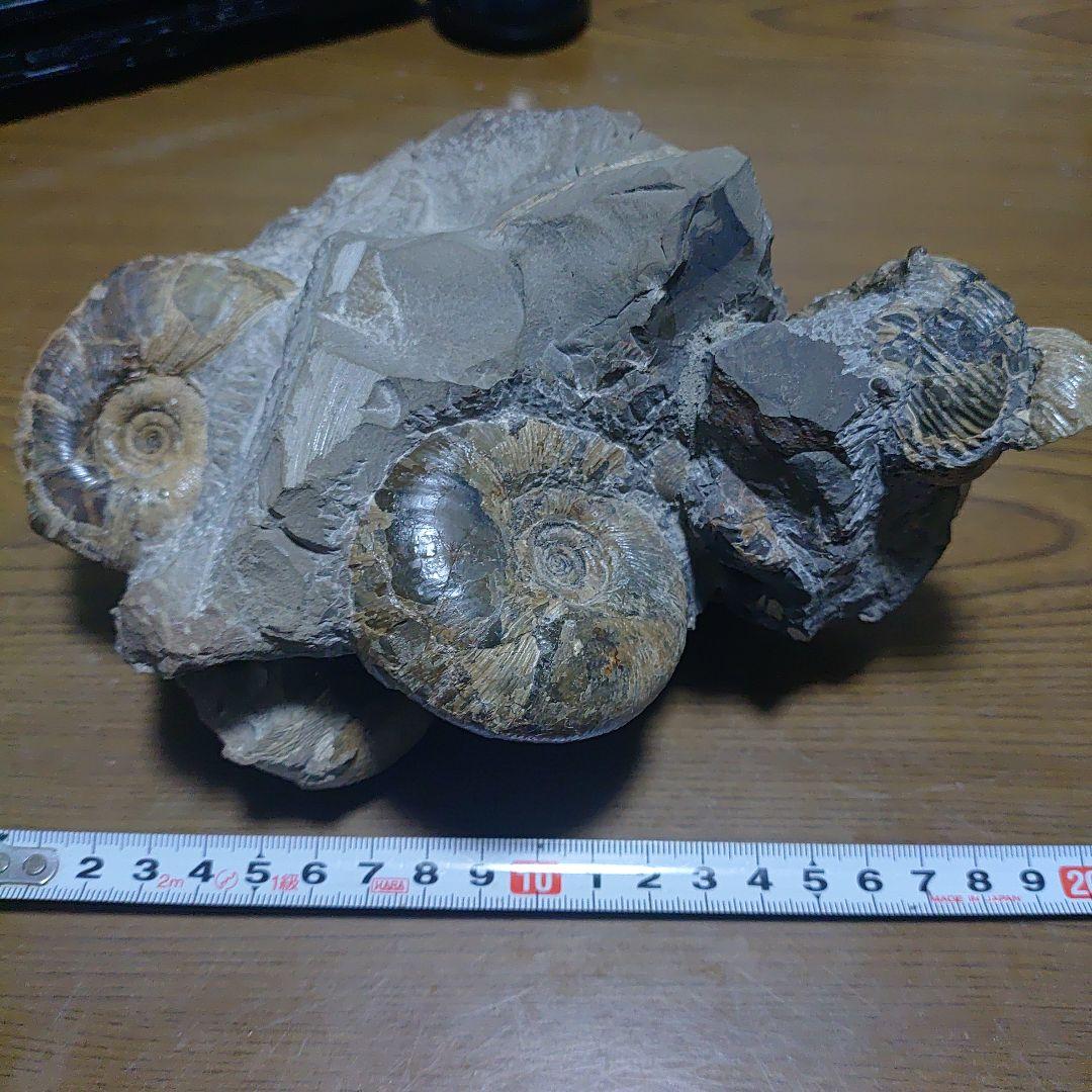 北海道アンモナイト正、異常巻き