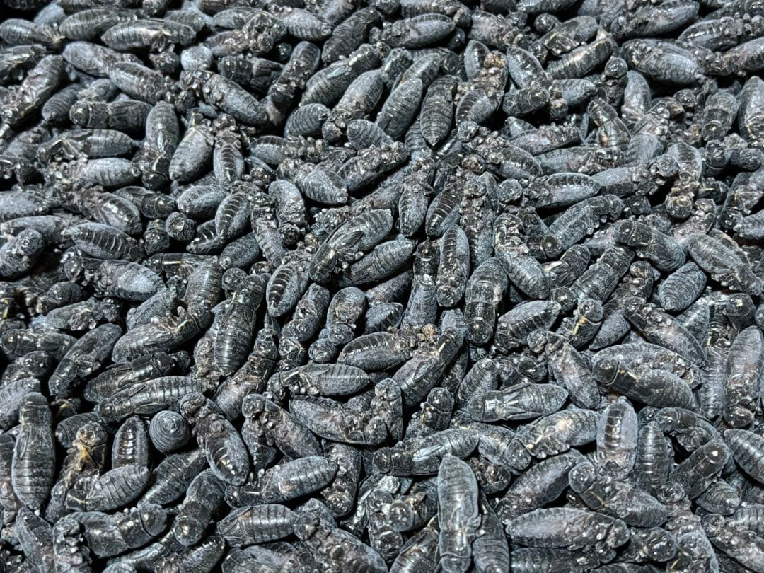 冷凍イエコML1kg+クロコML〜L300g