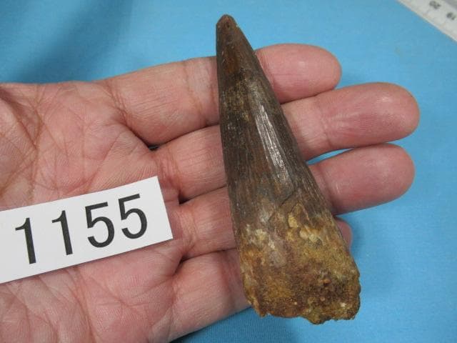 スピノサウルスの歯　86mm　恐竜　No.1155