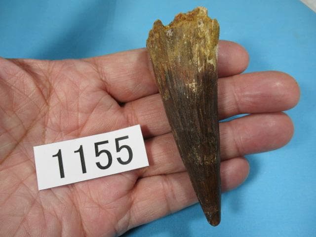 スピノサウルスの歯　86mm　恐竜　No.1155