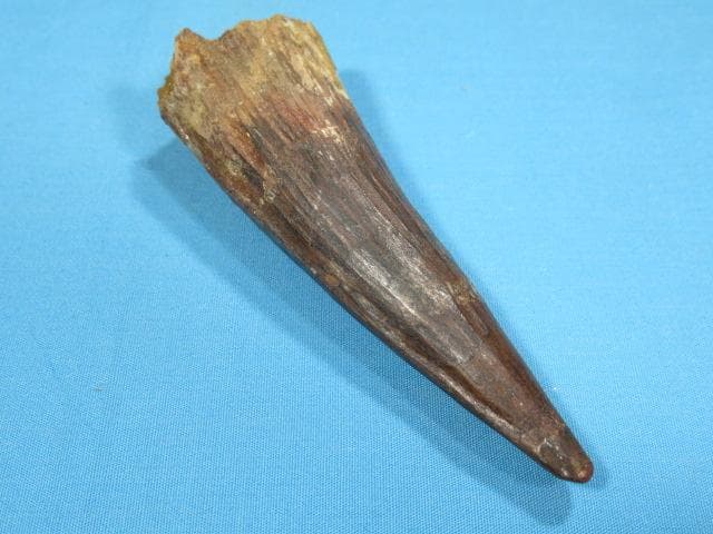 スピノサウルスの歯　86mm　恐竜　No.1155