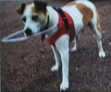 大形犬用盲犬杖