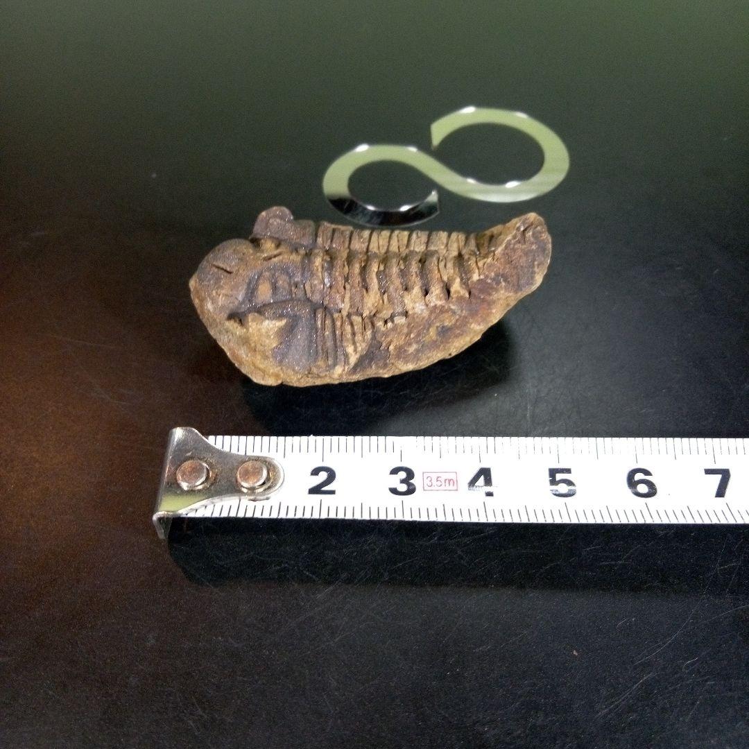 三葉虫　化石　fossil　ボリビア産　trilobite　ノジュール判別⑥